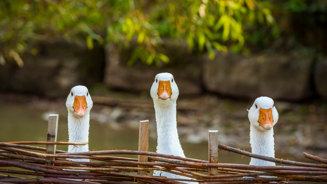 Márton-nap és a liba legendája